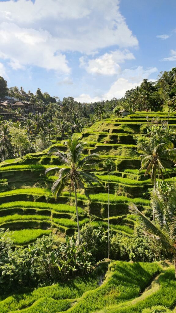 Rice terraces in Ubud, Bali. Photograph by Anna Garden / Unsplash