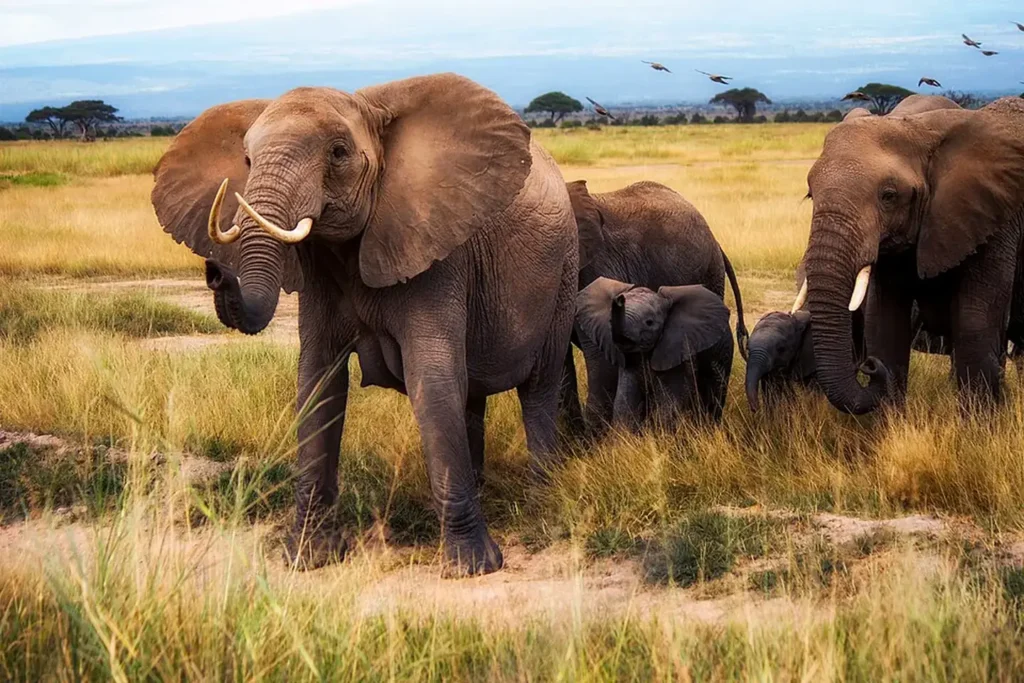 A family of African elephants in Amboseli National Park, Kenya