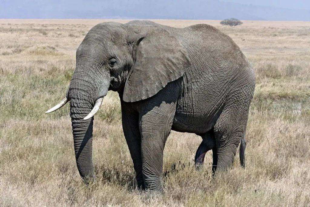 Safari wildlife in Tanzania
